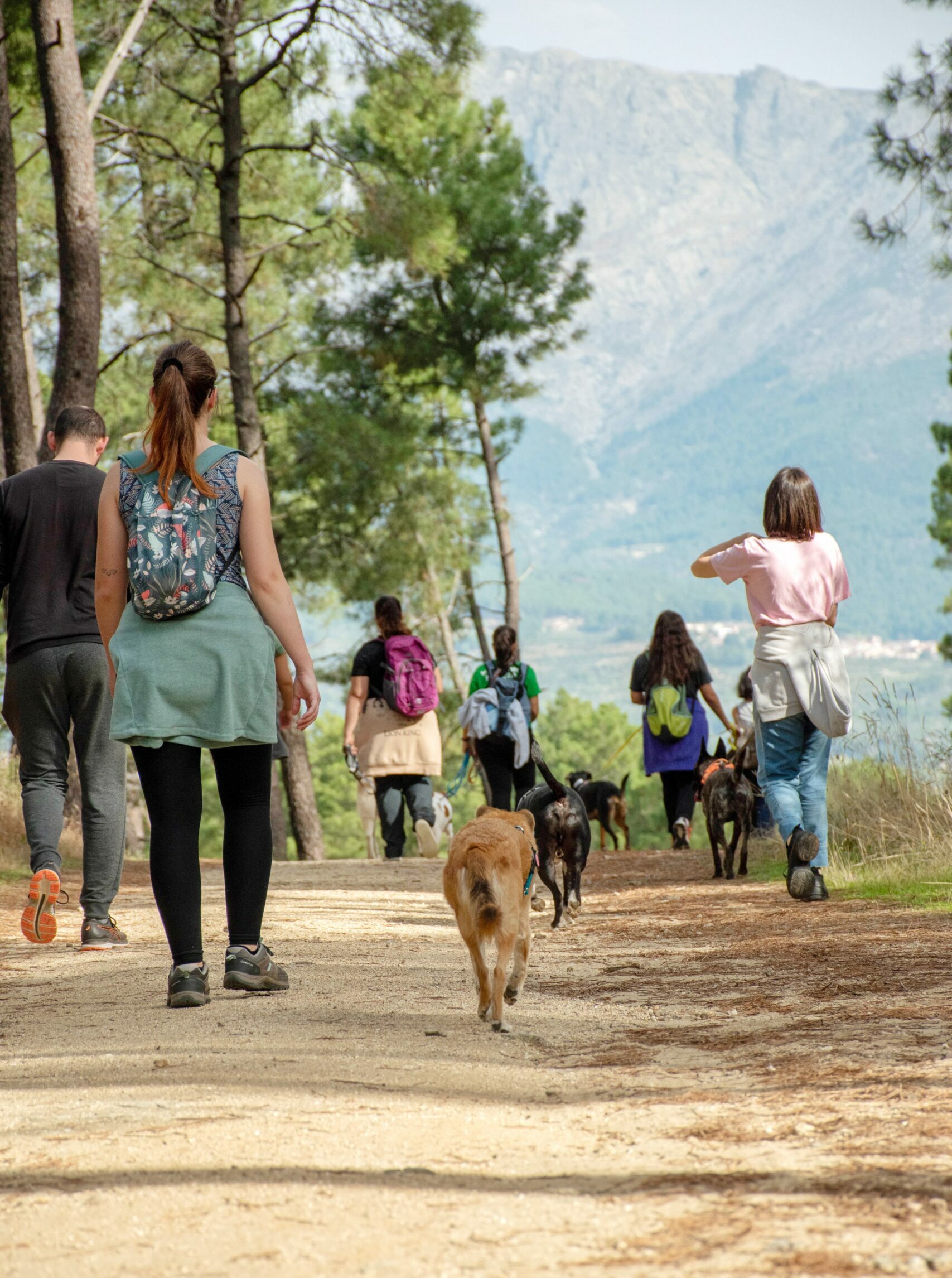 Paseo en el retiro canino.