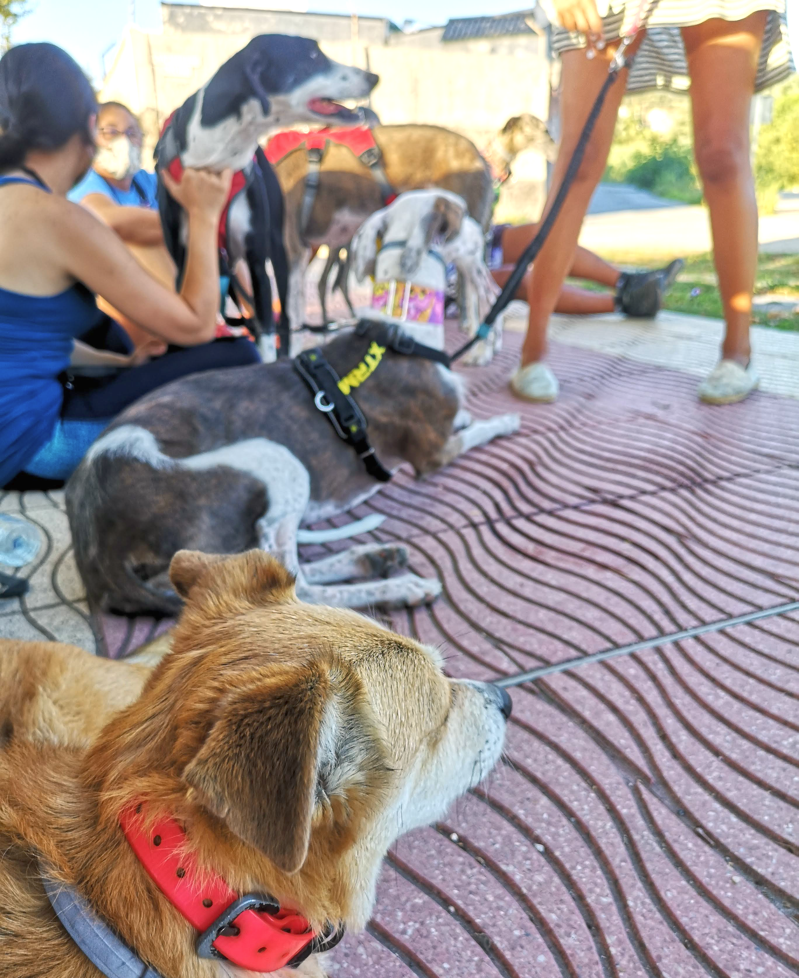 Paseo de socialización con los galgos de la protectora.